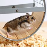Stik en kæp i hamsterhjulet